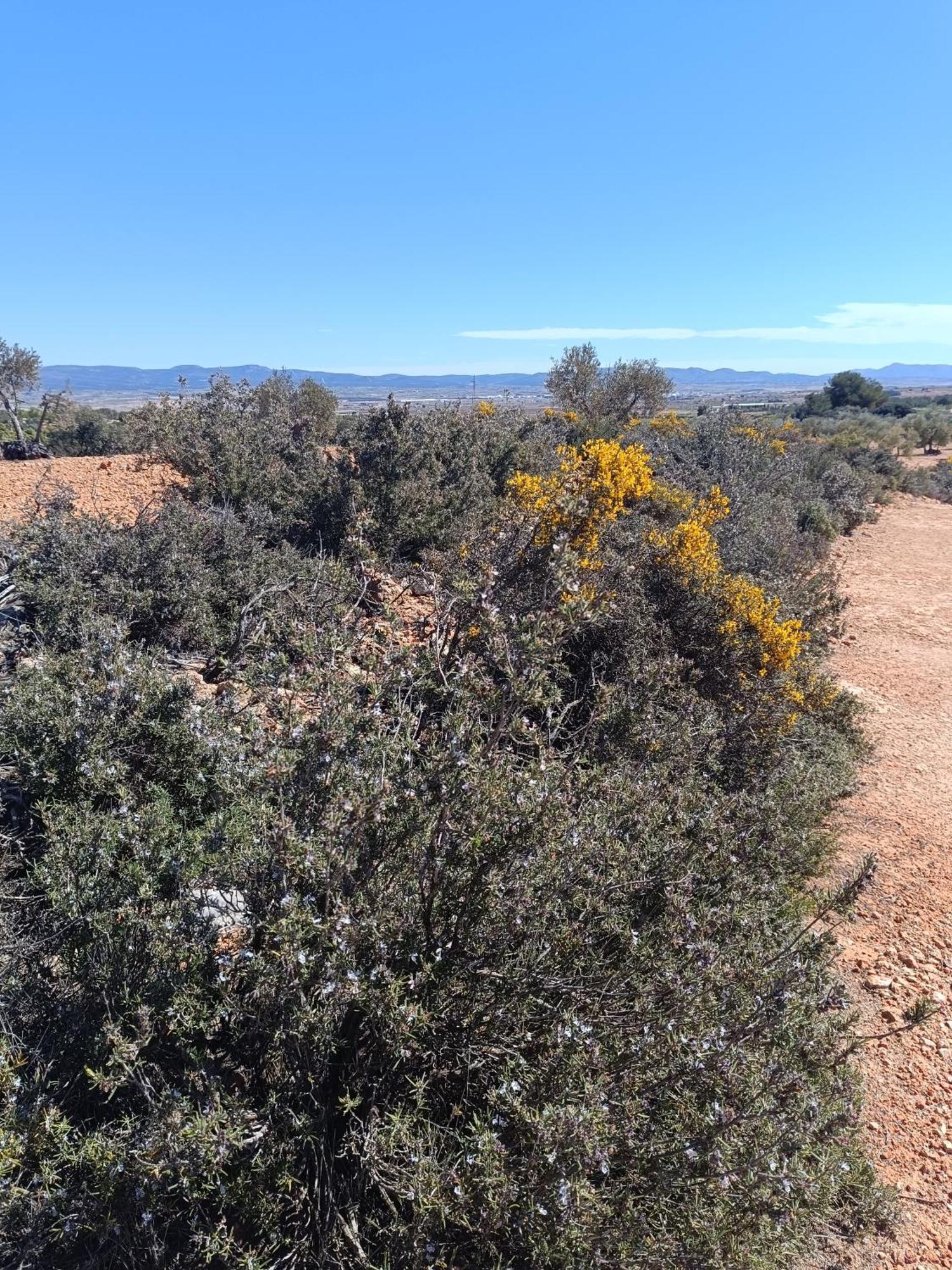 Casa Rural Alegria Caudete de las Fuentes Εξωτερικό φωτογραφία